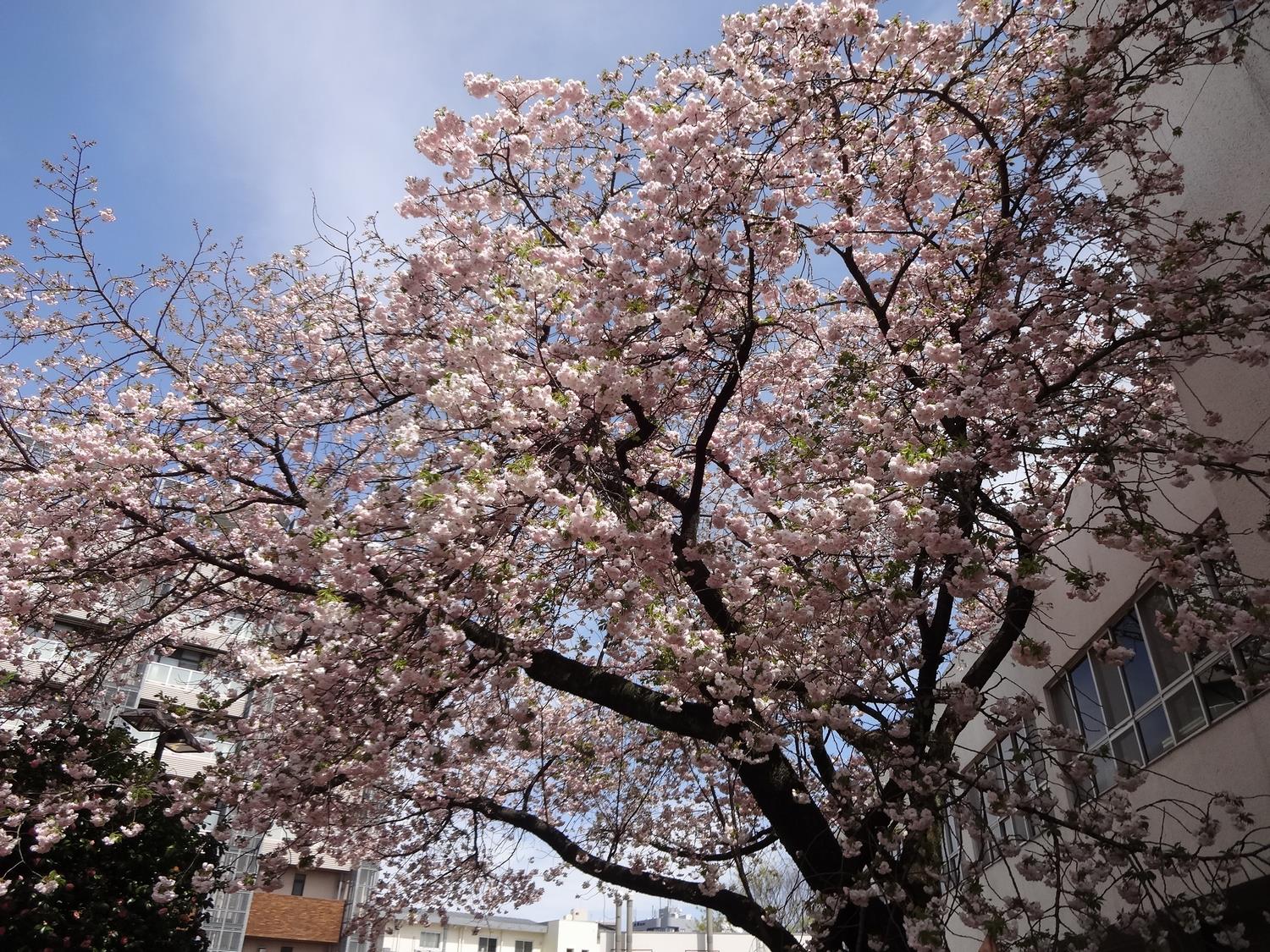 八重桜