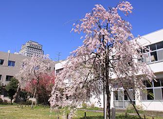 桜の木の写真