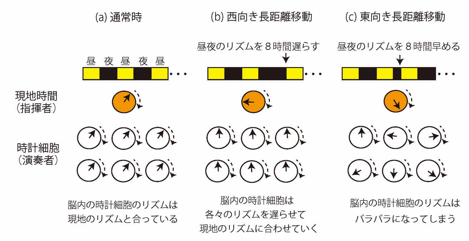 図1:時差が与えられたときの体内時計の様子