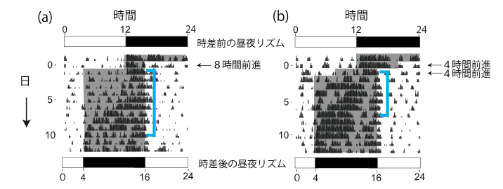 図2:時差を与えたときのネズミの行動