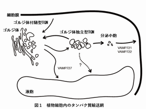 植物細胞内のタンパク質輸送網