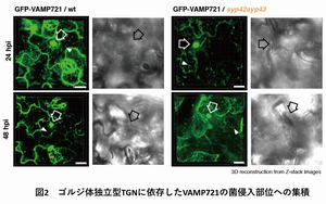 ゴルジ体独立型TGNに依存したVAMP721の菌侵入部位への集積