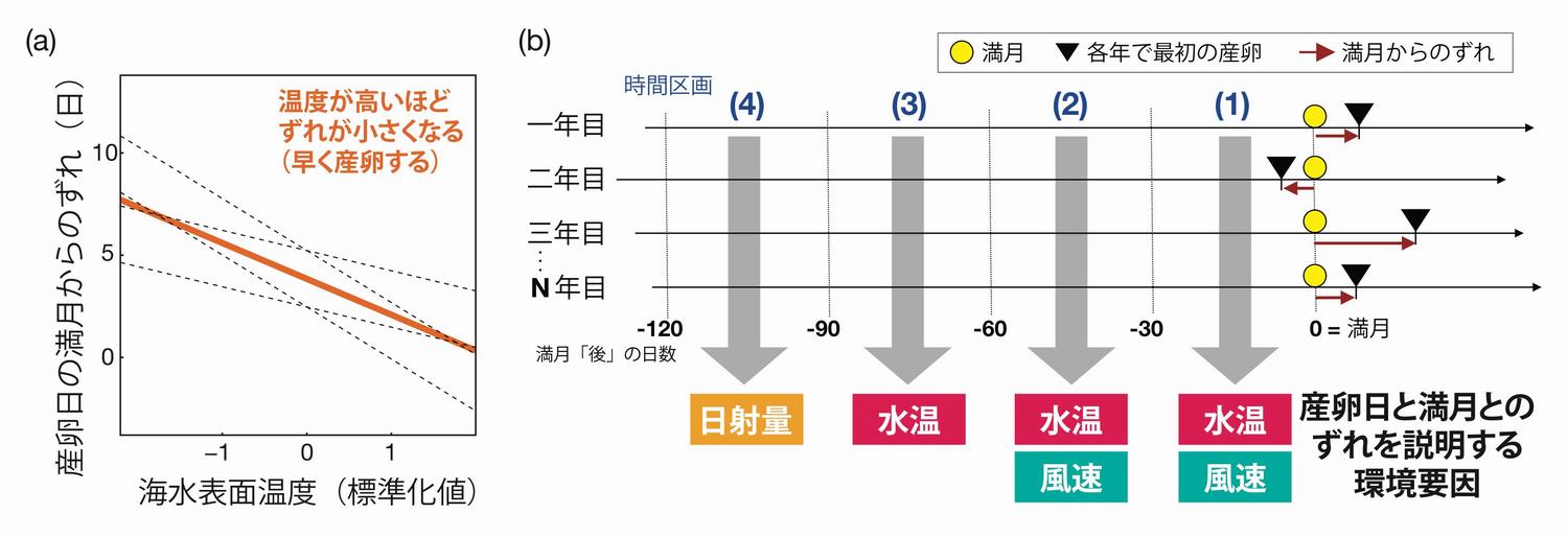 サンゴは環境変化に合わせて産卵日を選ぶ お茶の水女子大学