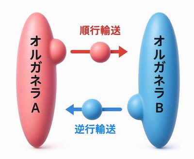 図2