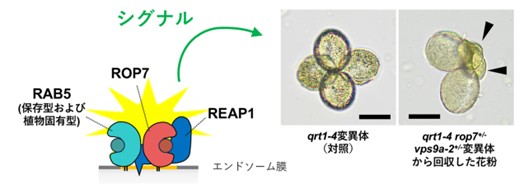図4： RAB5-REAP1-ROP7分子ネットワークは正常な花粉形成を支える