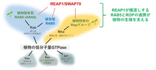図1: 本研究で明らかになった植物の低分子量GTPaseのクロストーク