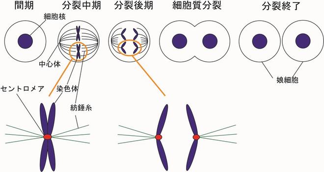 図1 細胞分裂に伴う染色体分配の模式図。 染色体上のセントロメアと紡錘糸が結合して染色体分配が行われる。
