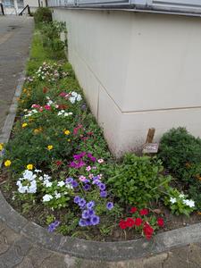 150周年花たくさん